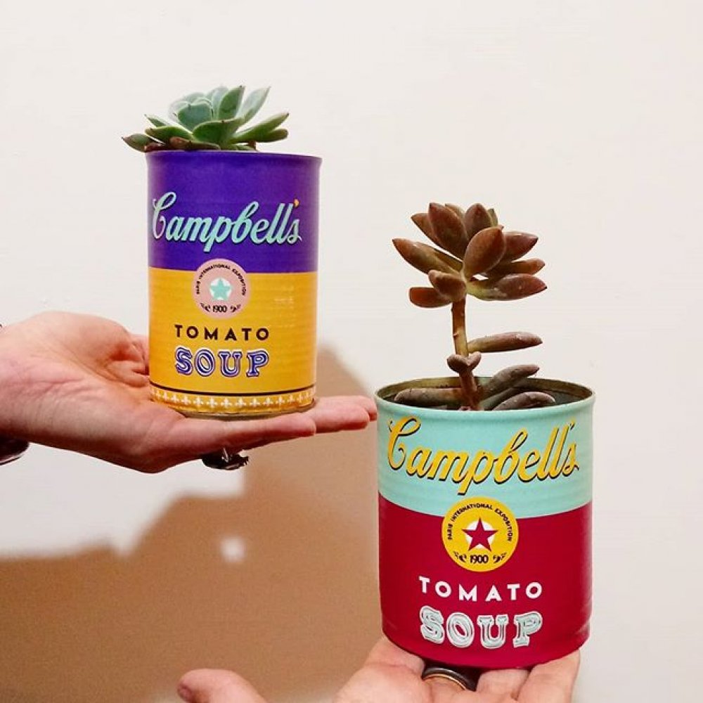 latas-cambells-con-suculentas
